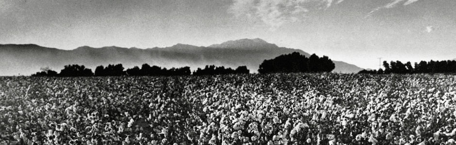 Ansel Adam photograph of a cotton field